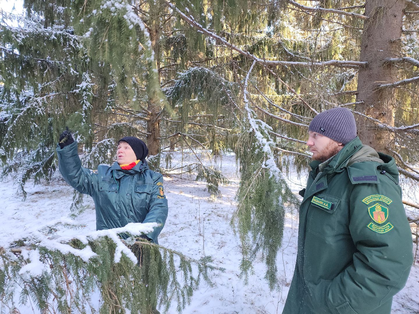 серпухов, подмосковье, русский лес, эталоны елей,