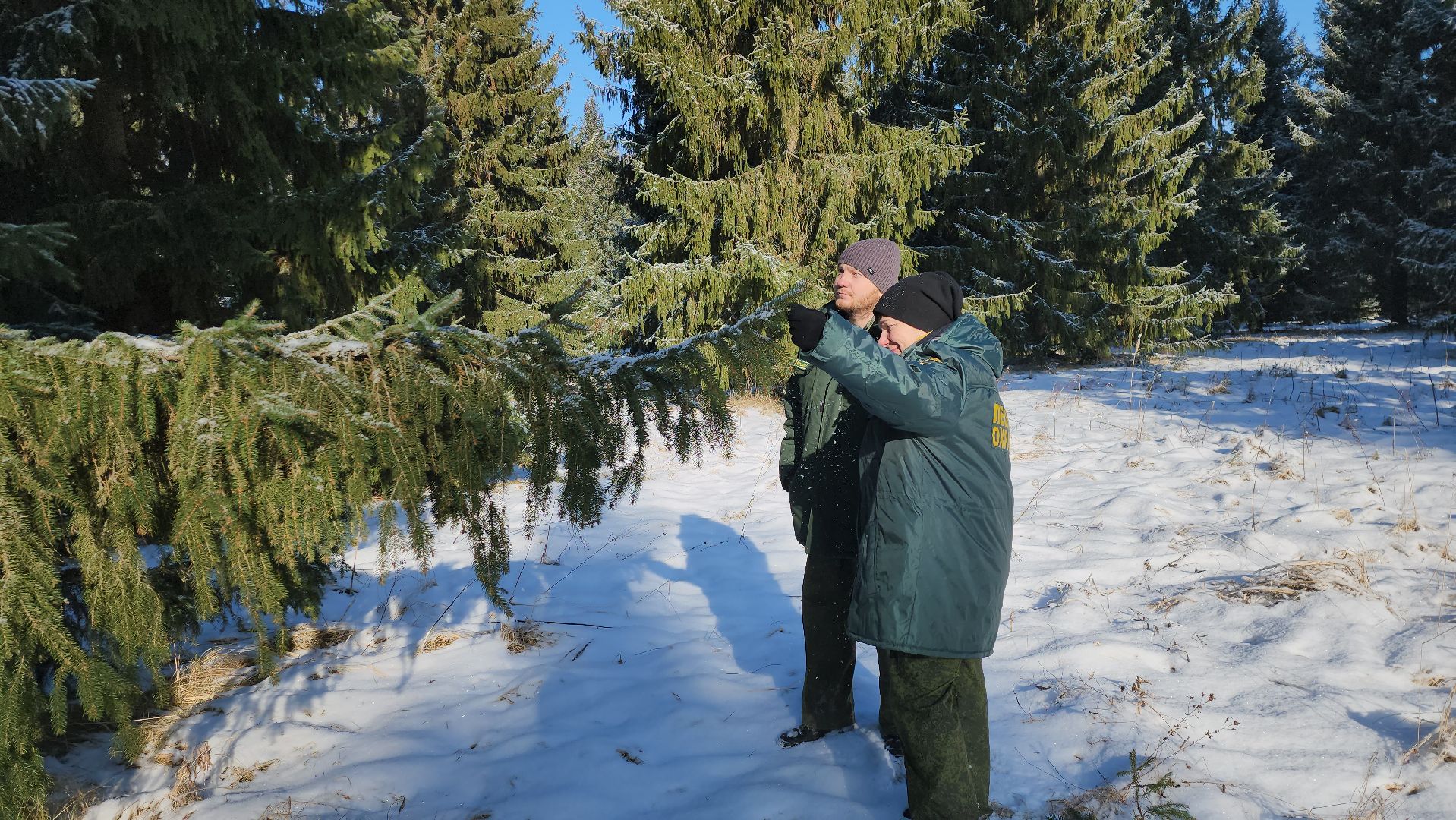 серпухов, подмосковье, русский лес, эталоны елей,