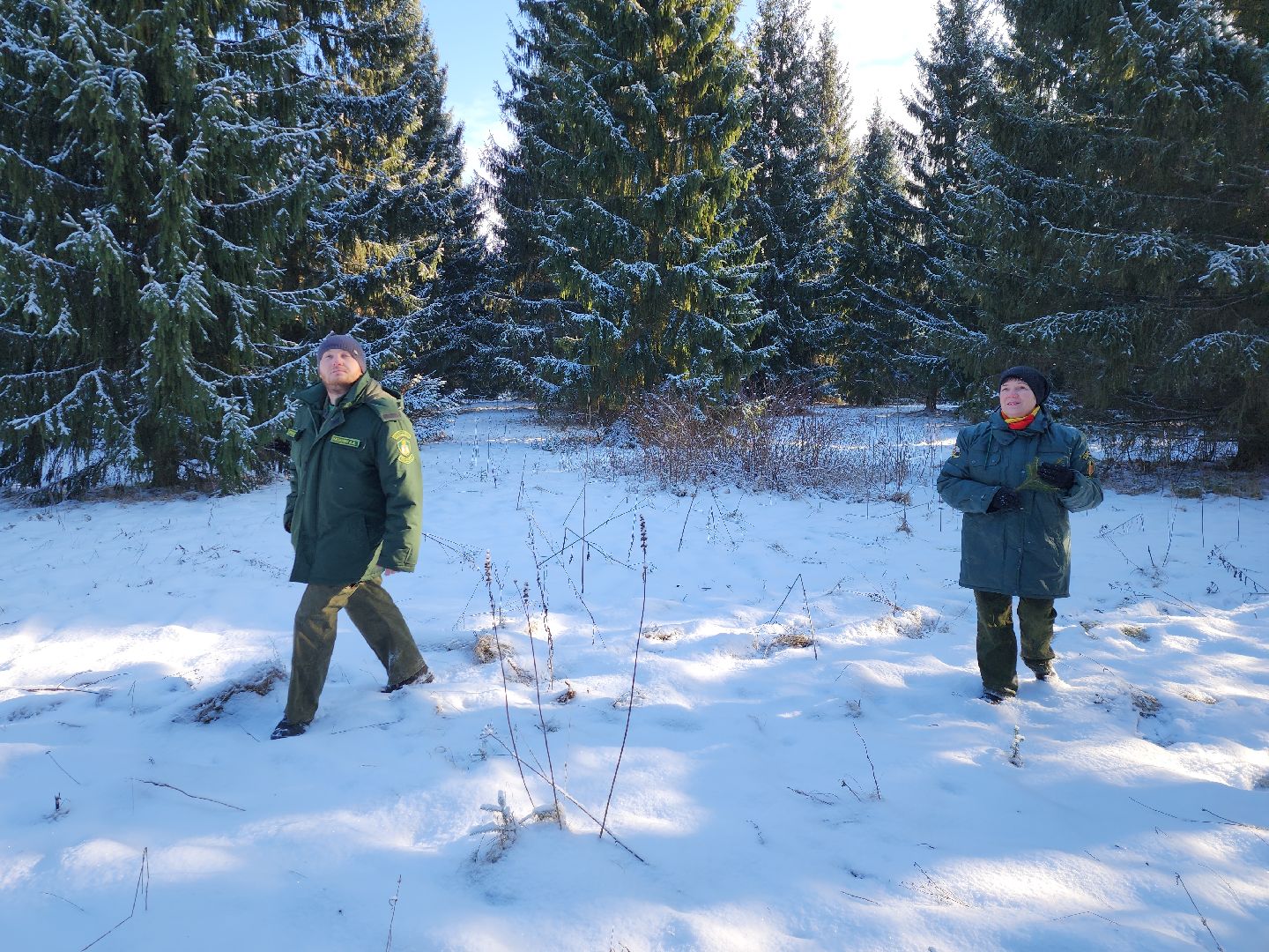 серпухов, подмосковье, русский лес, эталоны елей,