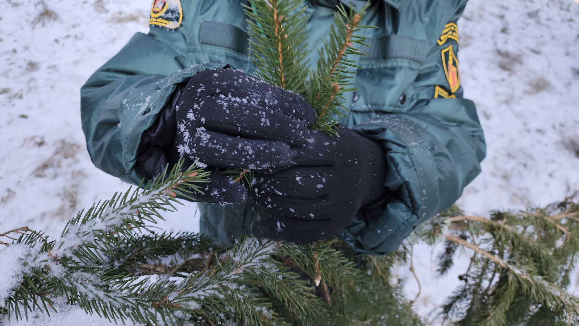 серпухов, подмосковье, русский лес, эталоны елей,