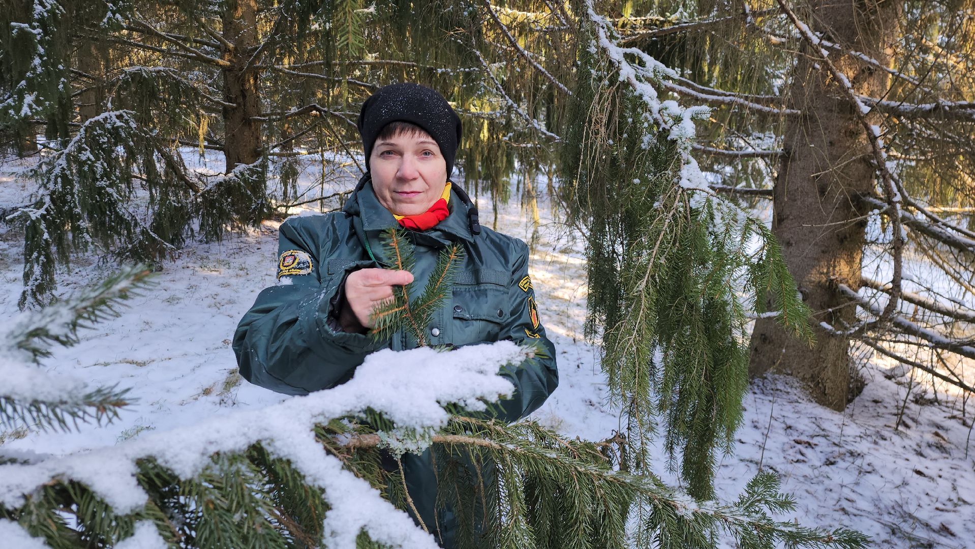 серпухов, подмосковье, русский лес, эталоны елей,