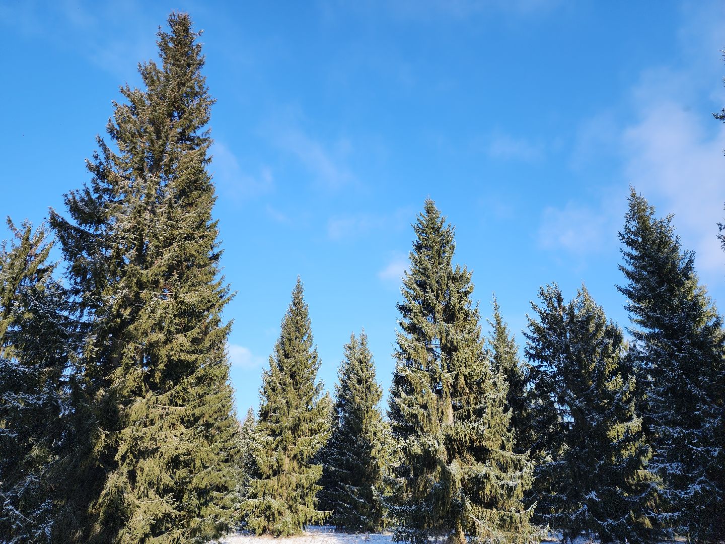 серпухов, подмосковье, русский лес, эталоны елей,