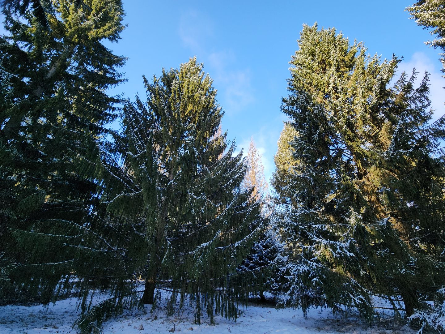 серпухов, подмосковье, русский лес, эталоны елей,