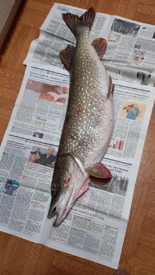 женщина-рыбачка, серебряные пруды, супер улов, щука,