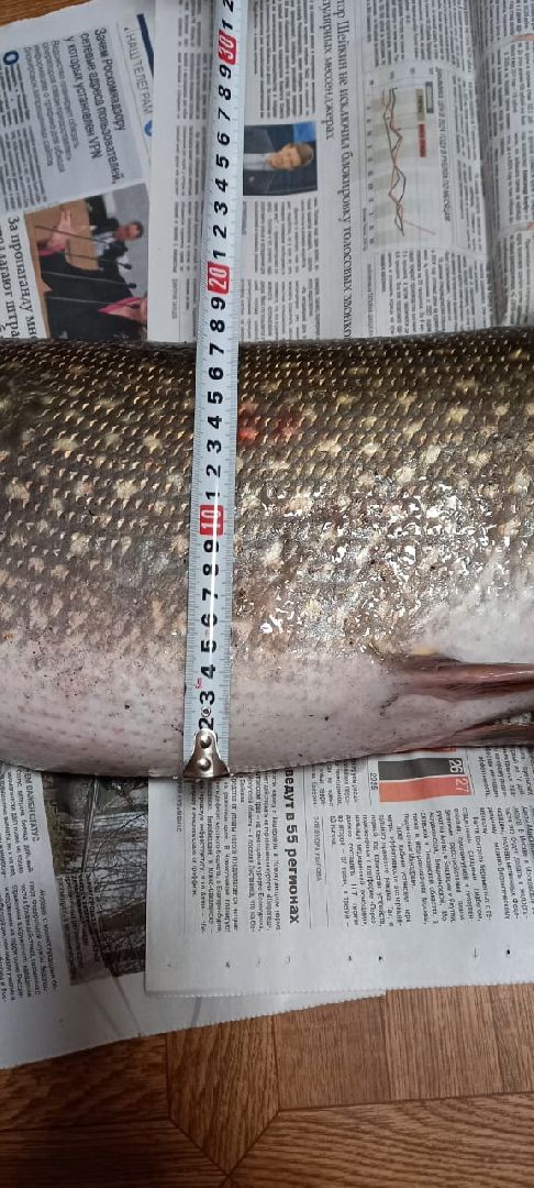 женщина-рыбачка, серебряные пруды, супер улов, щука,