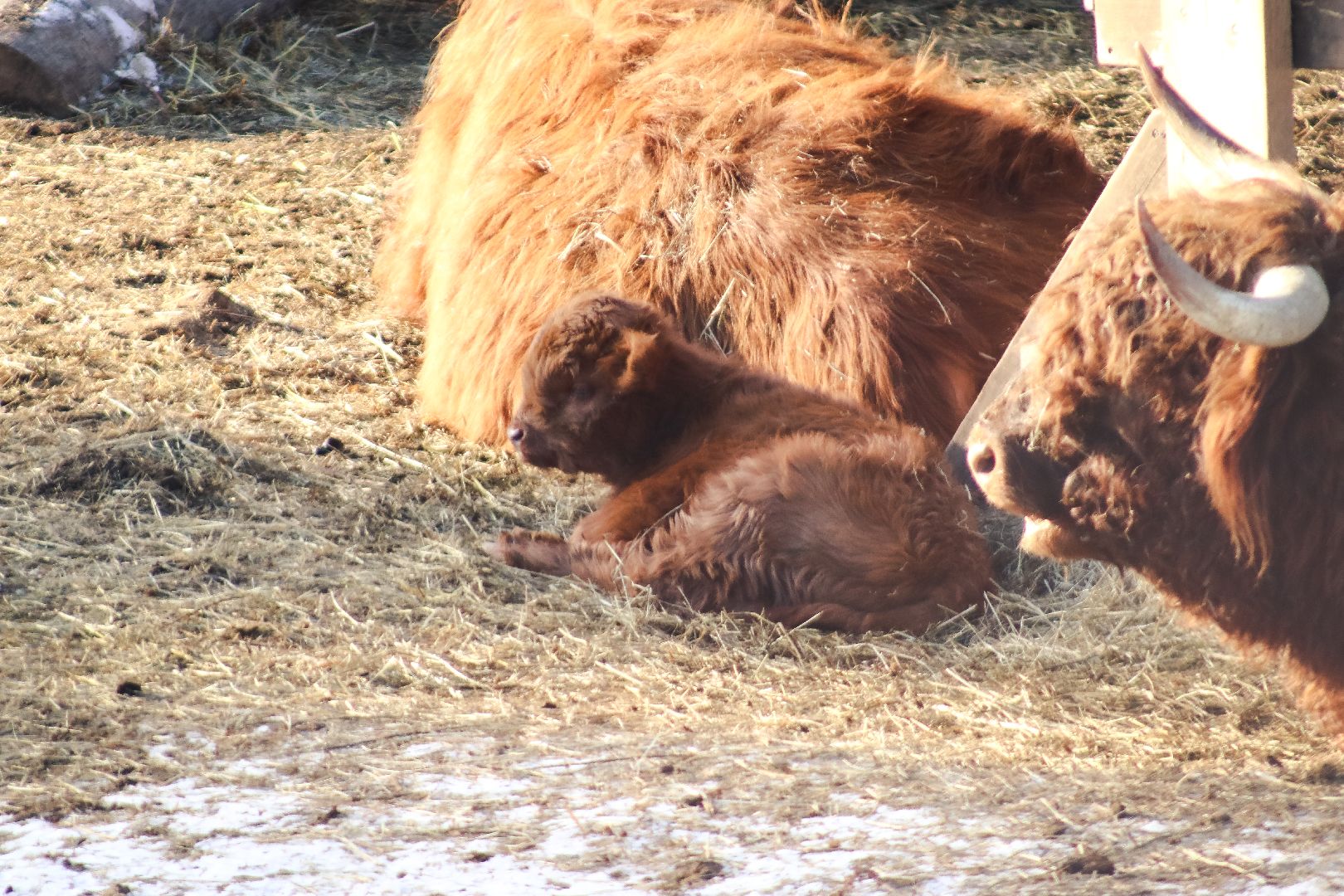 Клин, общество, животные, пополнение семейства, коровы, Подмосковье, вертикалки,