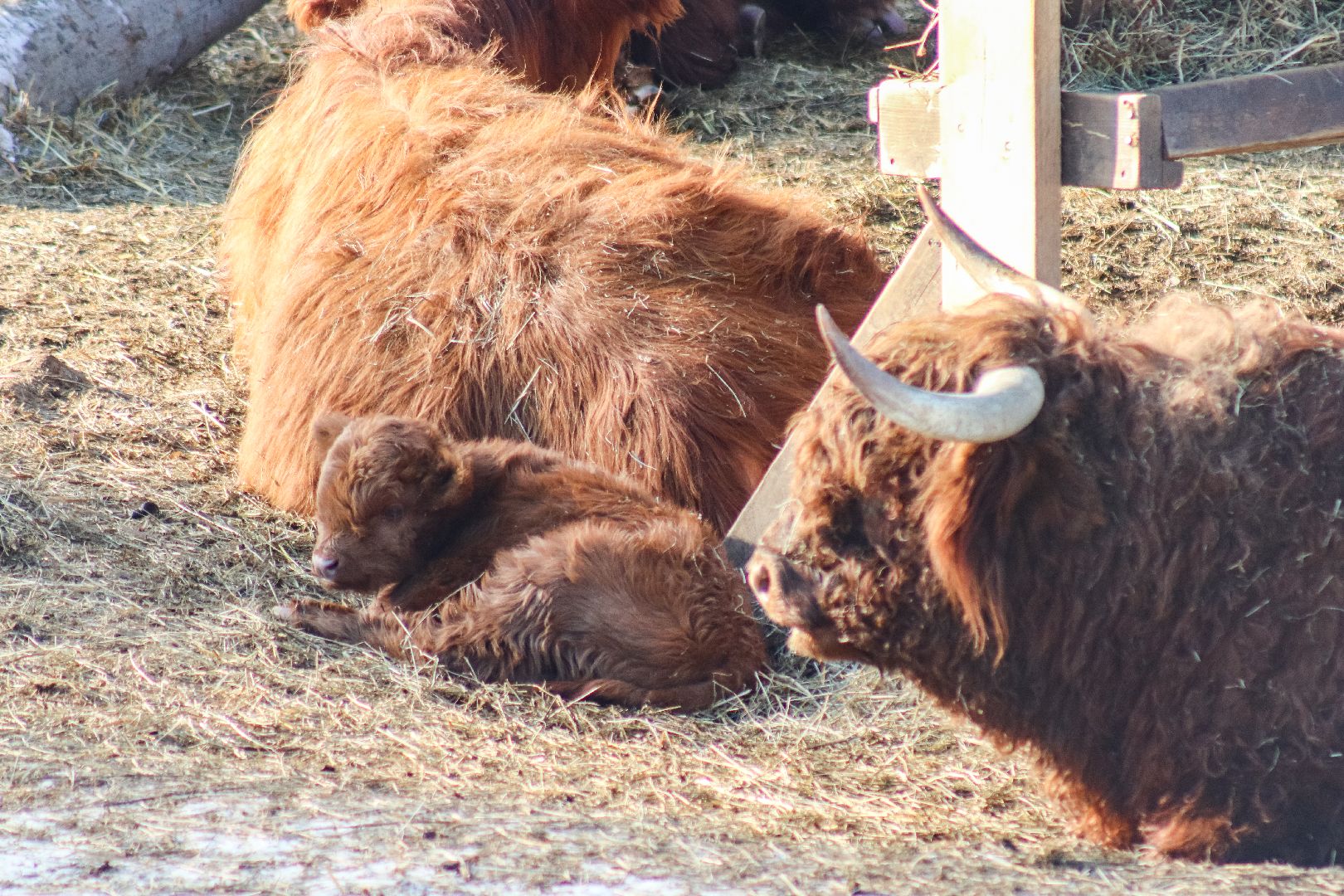 Клин, общество, животные, пополнение семейства, коровы, Подмосковье, вертикалки,