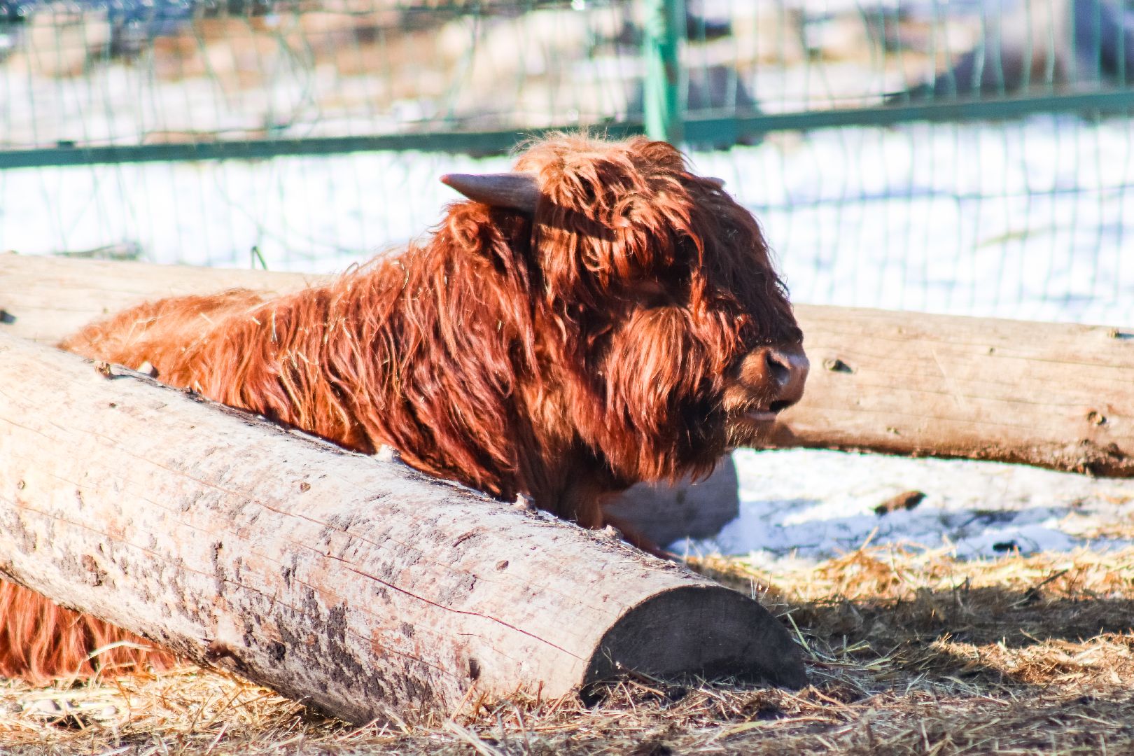 Клин, общество, животные, пополнение семейства, коровы, Подмосковье, вертикалки,