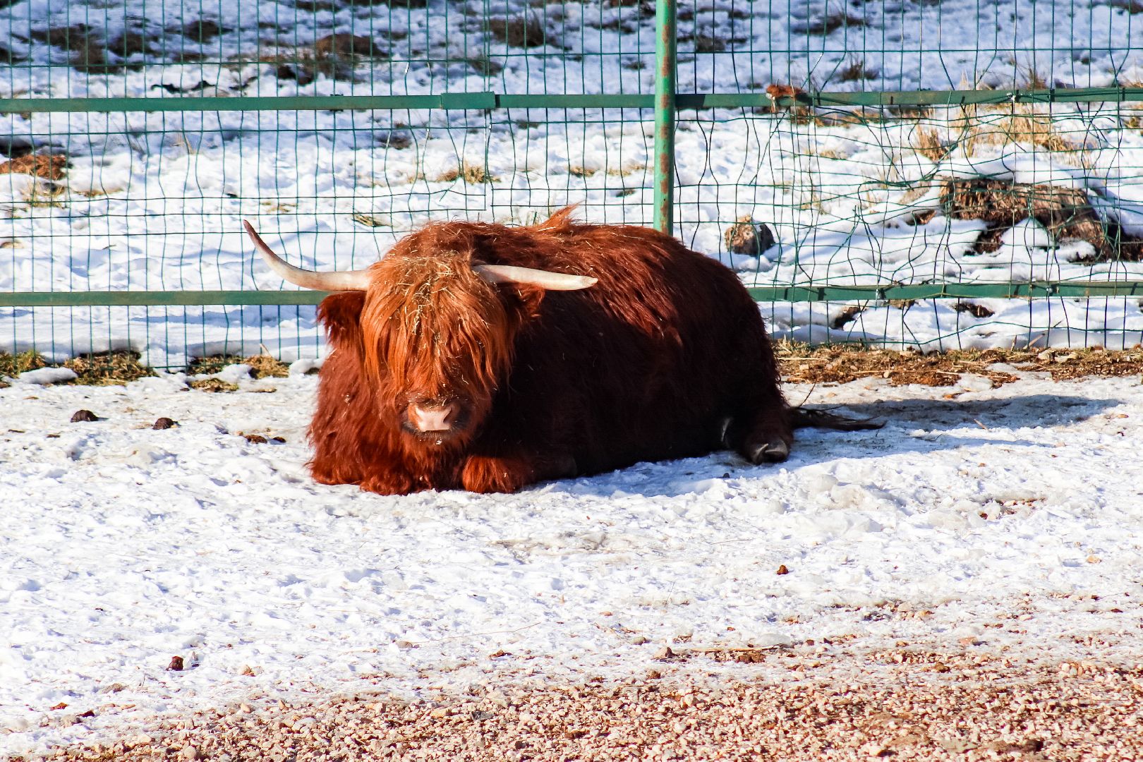 Клин, общество, животные, пополнение семейства, коровы, Подмосковье, вертикалки,