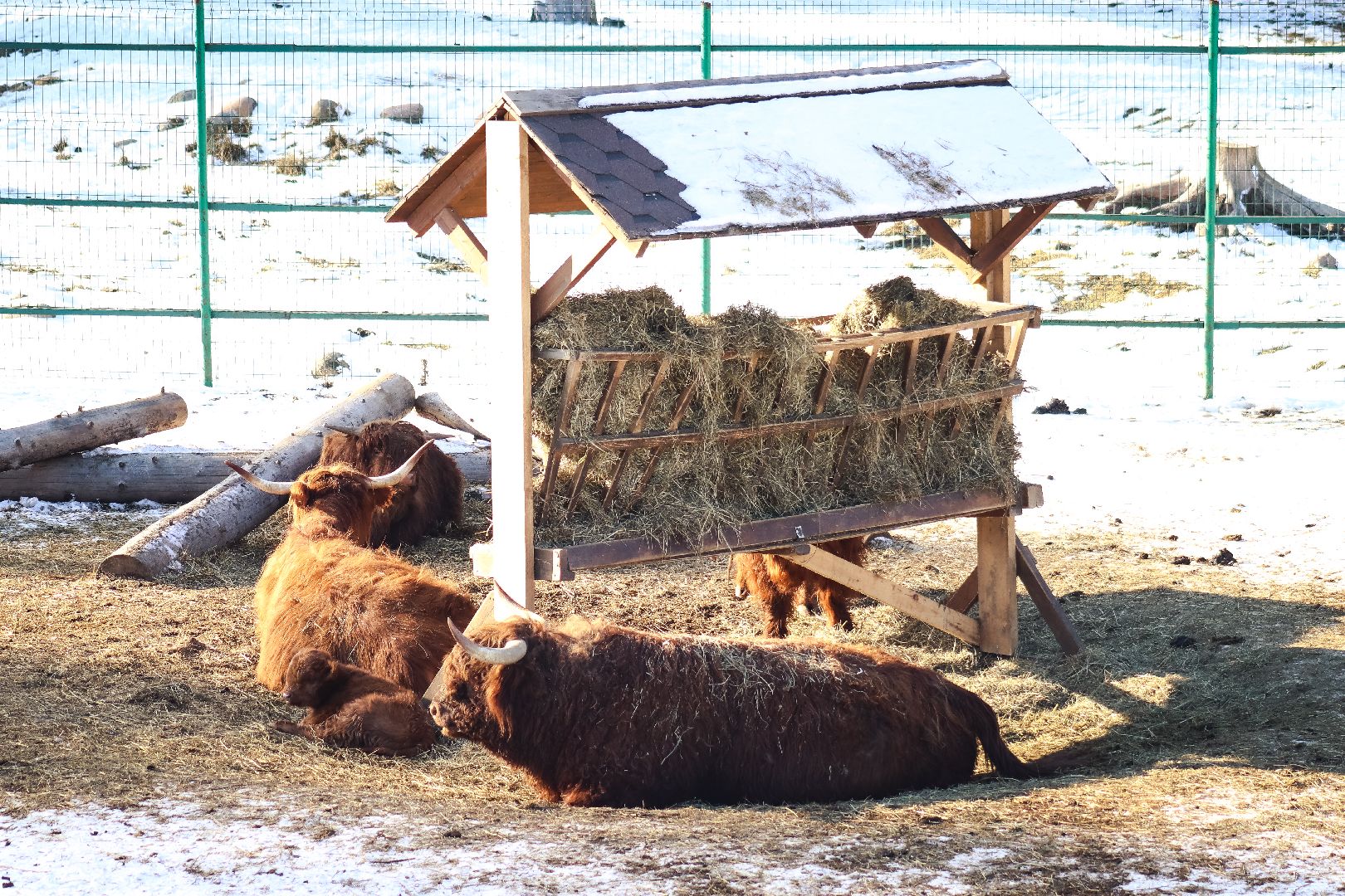 Клин, общество, животные, пополнение семейства, коровы, Подмосковье, вертикалки,