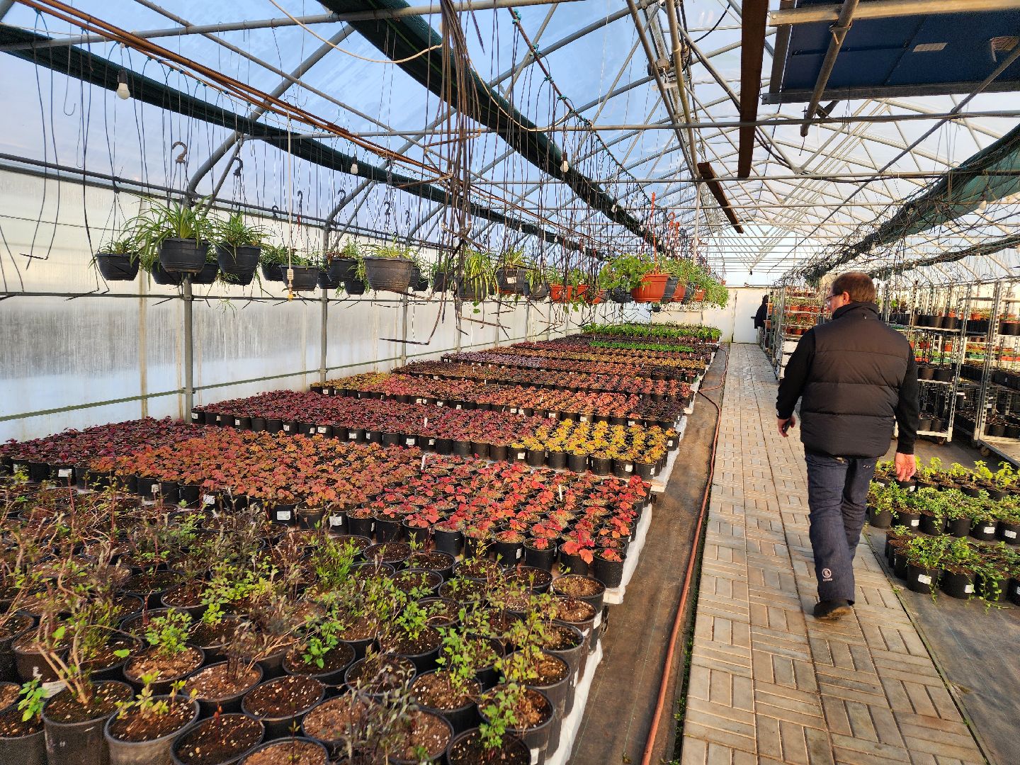 Чехов, деревня Хлевино, тепличный комплекс, садовый центр, тюльпаны, выращивание, производство, сортировка, цветы, 8 Марта, сбор и отгрузка тюльпанов,