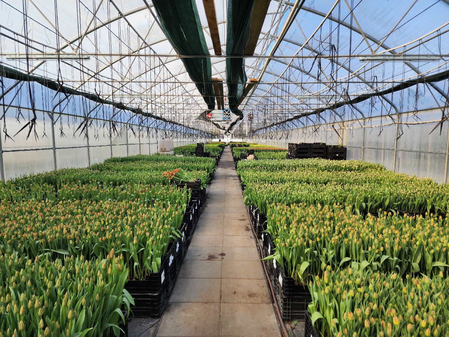 Чехов, деревня Хлевино, тепличный комплекс, садовый центр, тюльпаны, выращивание, производство, сортировка, цветы, 8 Марта, сбор и отгрузка тюльпанов,