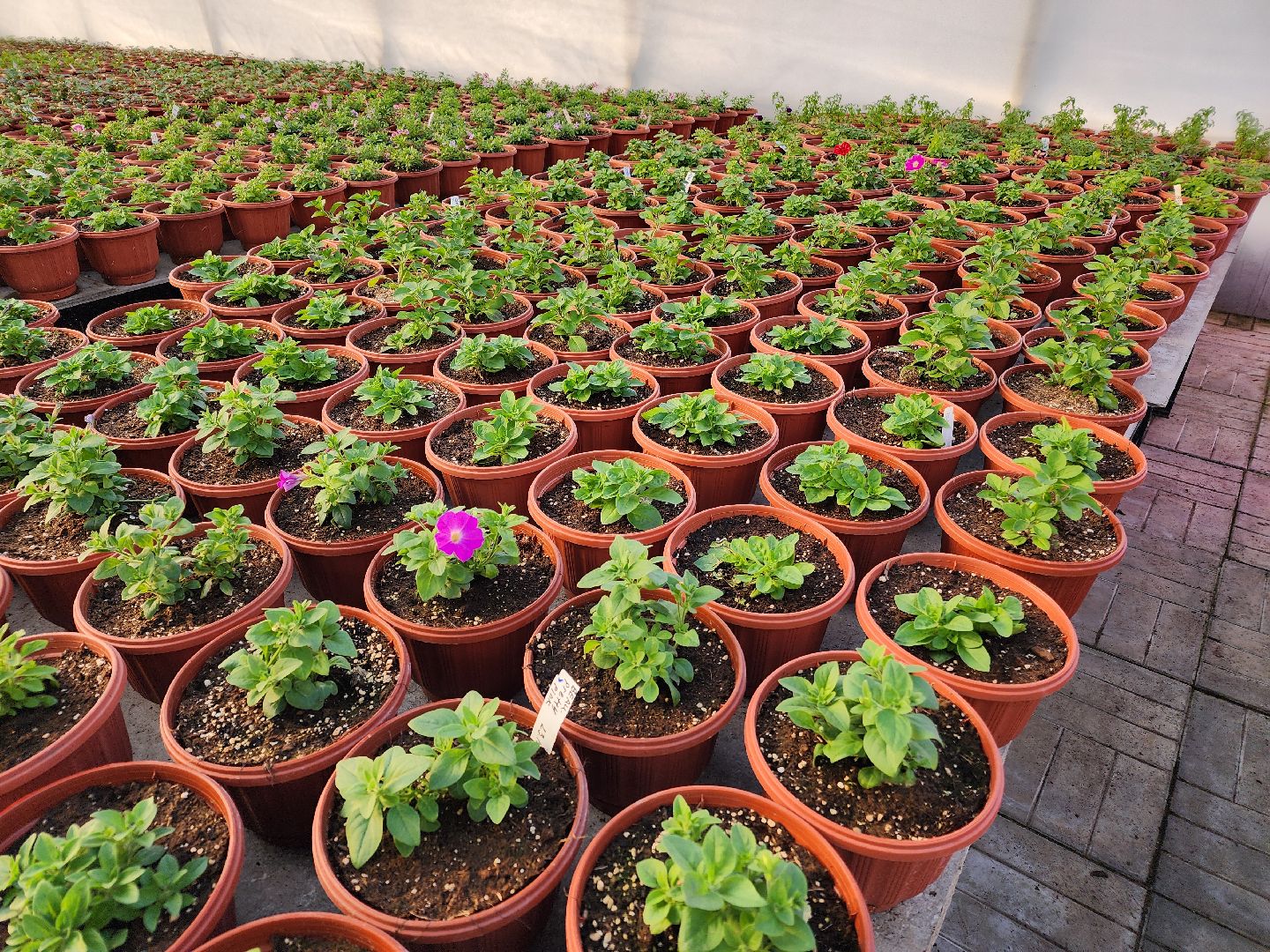 Чехов, деревня Хлевино, тепличный комплекс, садовый центр, тюльпаны, выращивание, производство, сортировка, цветы, 8 Марта, сбор и отгрузка тюльпанов,