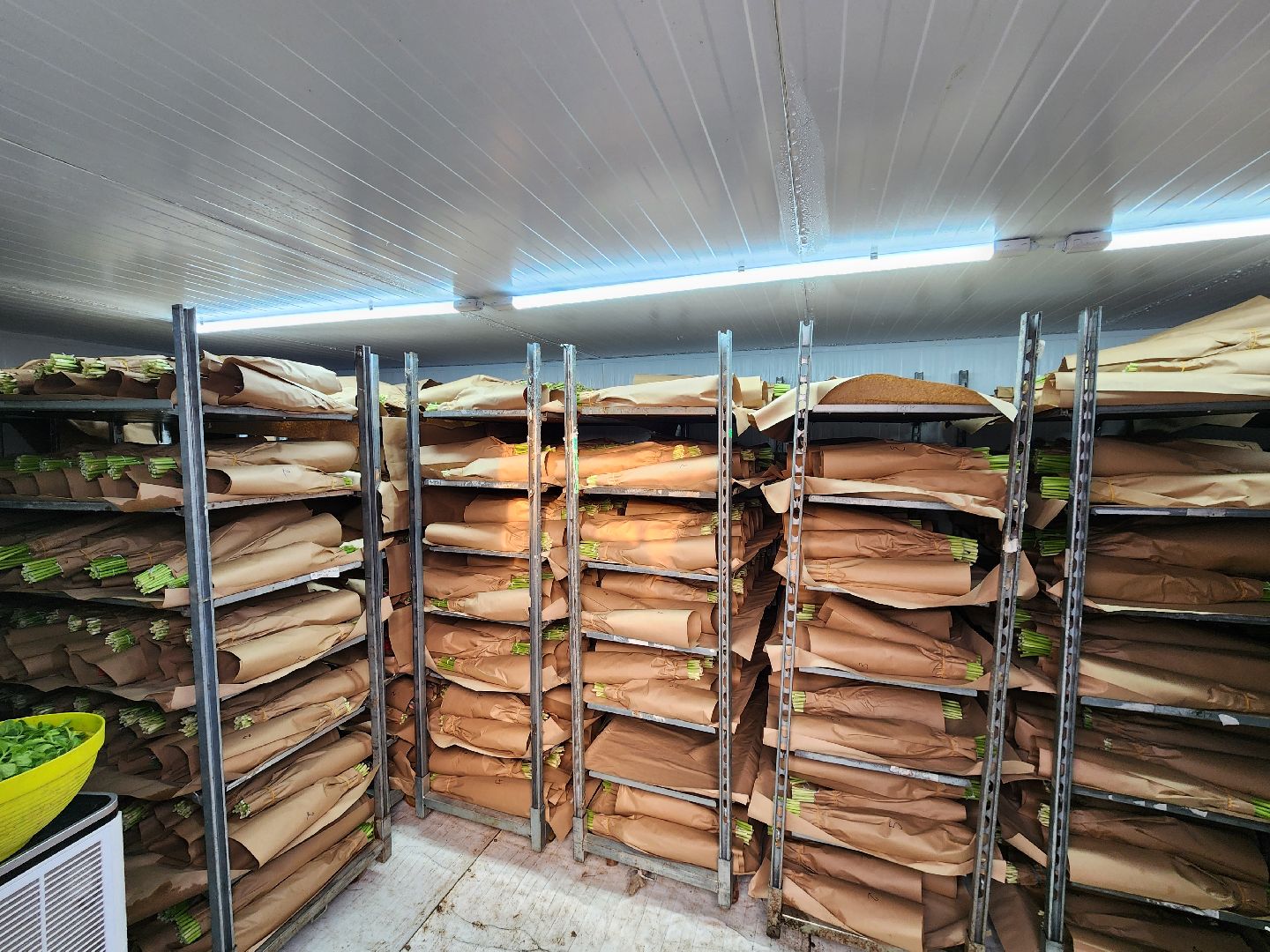 Чехов, деревня Хлевино, тепличный комплекс, садовый центр, тюльпаны, выращивание, производство, сортировка, цветы, 8 Марта, сбор и отгрузка тюльпанов,