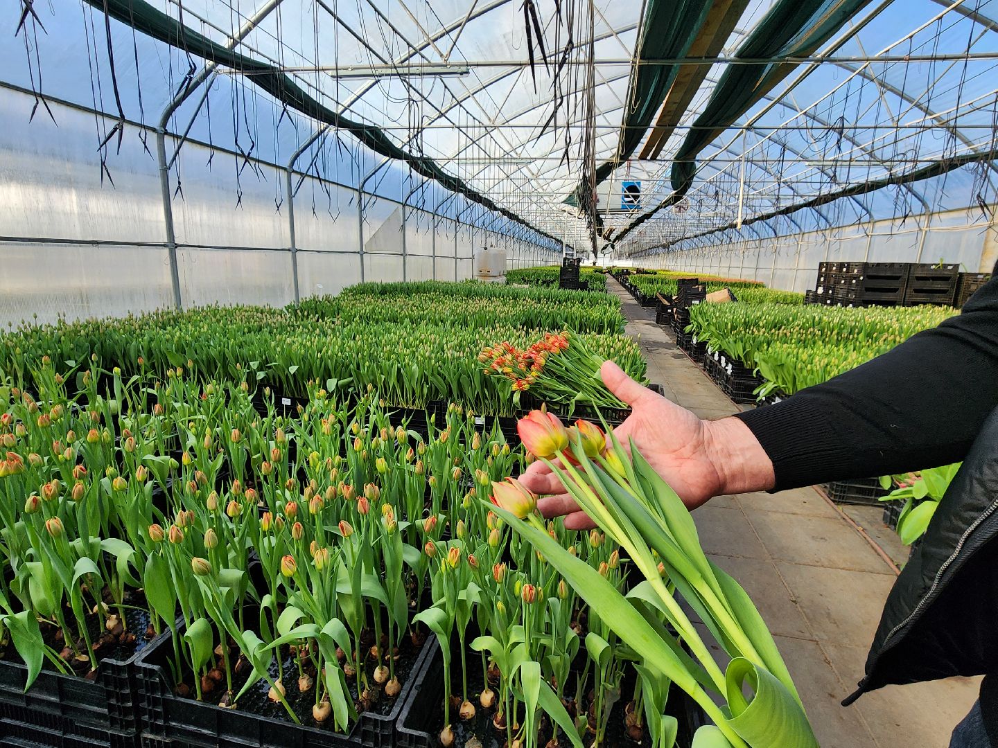 Чехов, деревня Хлевино, тепличный комплекс, садовый центр, тюльпаны, выращивание, производство, сортировка, цветы, 8 Марта, сбор и отгрузка тюльпанов,