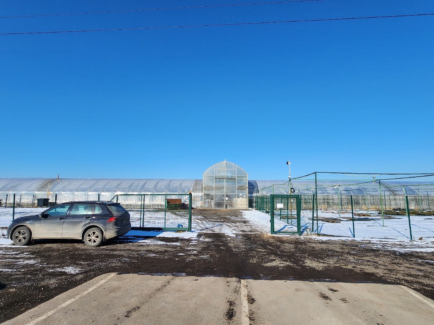 Чехов, деревня Хлевино, тепличный комплекс, садовый центр, тюльпаны, выращивание, производство, сортировка, цветы, 8 Марта, сбор и отгрузка тюльпанов,