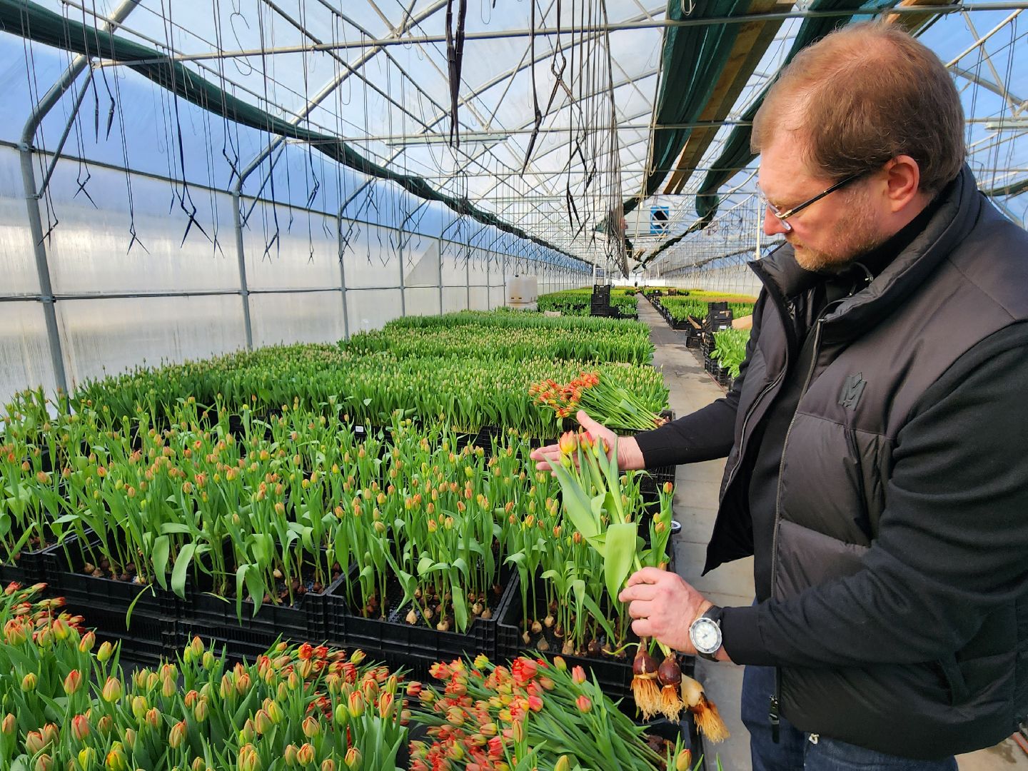 Чехов, деревня Хлевино, тепличный комплекс, садовый центр, тюльпаны, выращивание, производство, сортировка, цветы, 8 Марта, сбор и отгрузка тюльпанов,