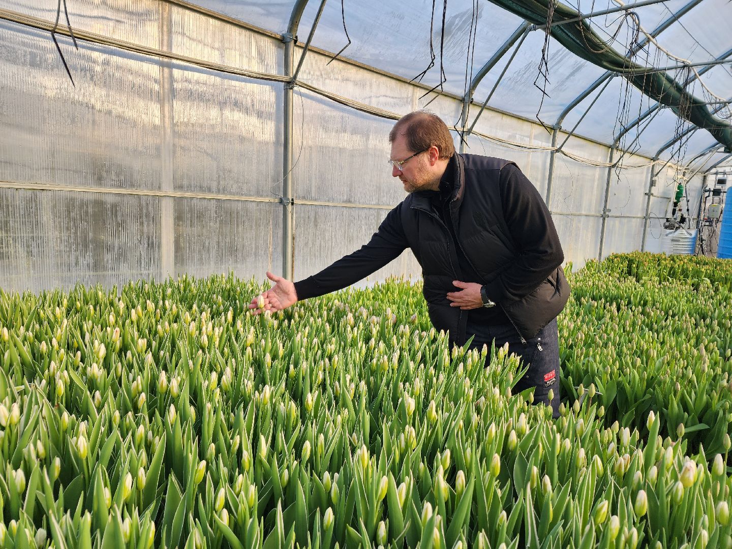 Чехов, деревня Хлевино, тепличный комплекс, садовый центр, тюльпаны, выращивание, производство, сортировка, цветы, 8 Марта, сбор и отгрузка тюльпанов,