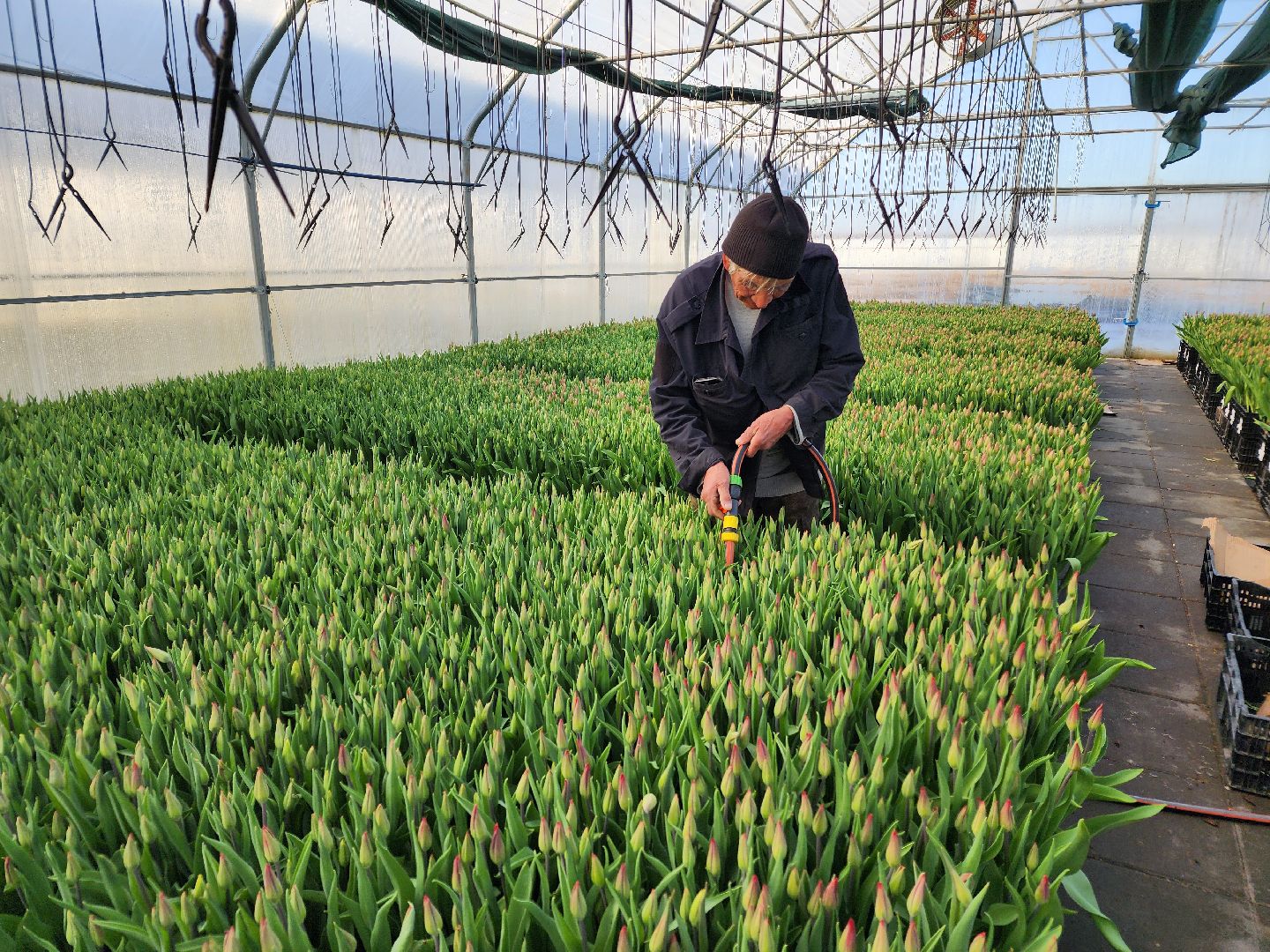 Чехов, деревня Хлевино, тепличный комплекс, садовый центр, тюльпаны, выращивание, производство, сортировка, цветы, 8 Марта, сбор и отгрузка тюльпанов,