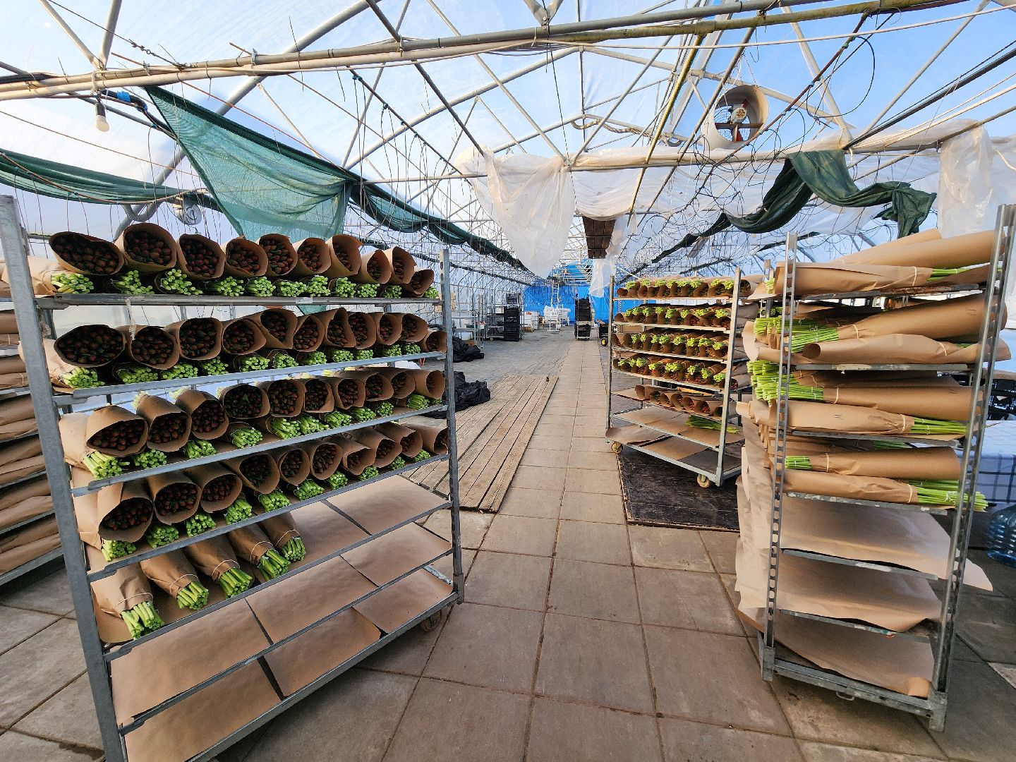 Чехов, деревня Хлевино, тепличный комплекс, садовый центр, тюльпаны, выращивание, производство, сортировка, цветы, 8 Марта, сбор и отгрузка тюльпанов,