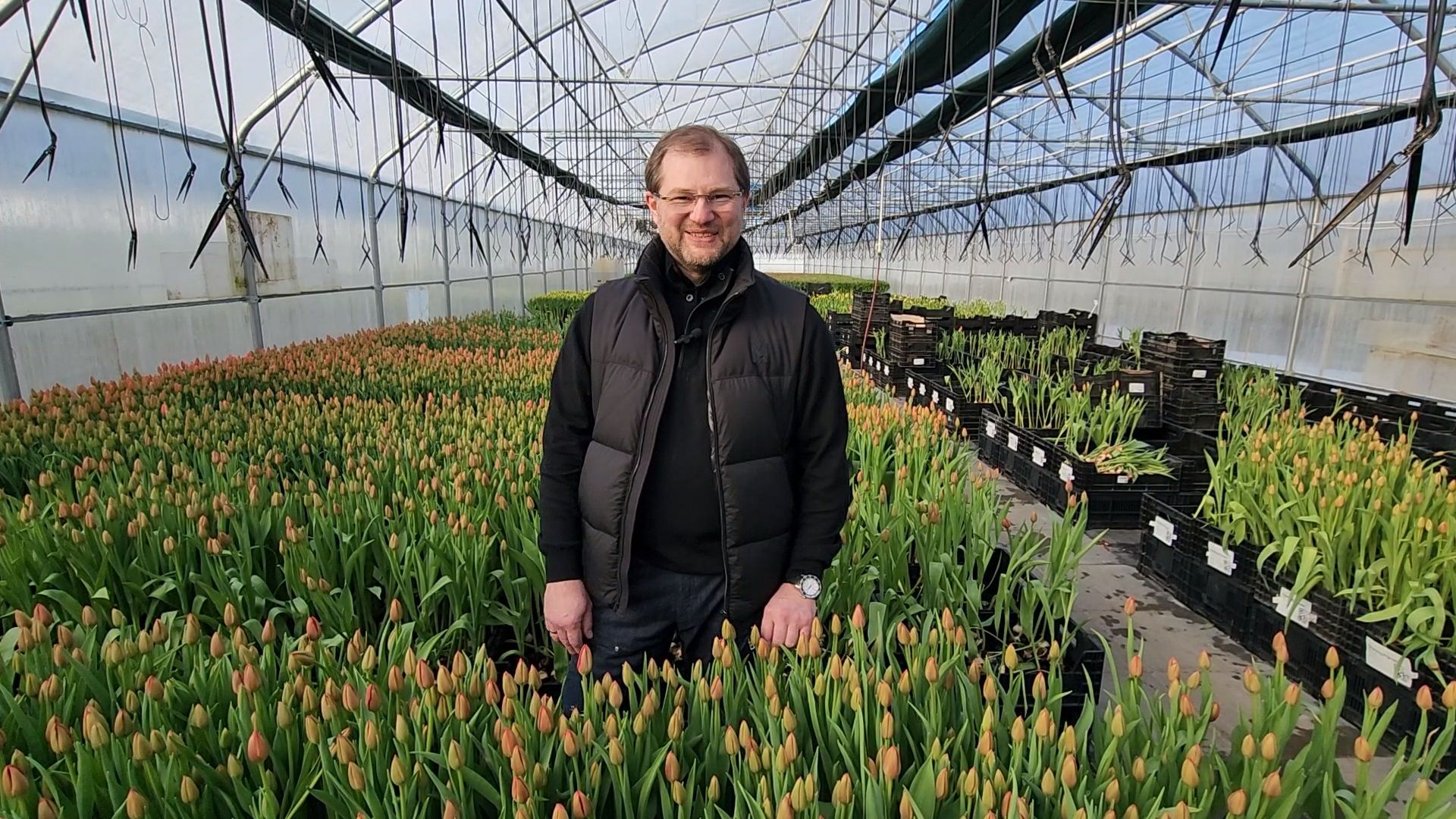 Чехов, деревня Хлевино, тепличный комплекс, садовый центр, тюльпаны, выращивание, производство, сортировка, цветы, 8 Марта, сбор и отгрузка тюльпанов,
