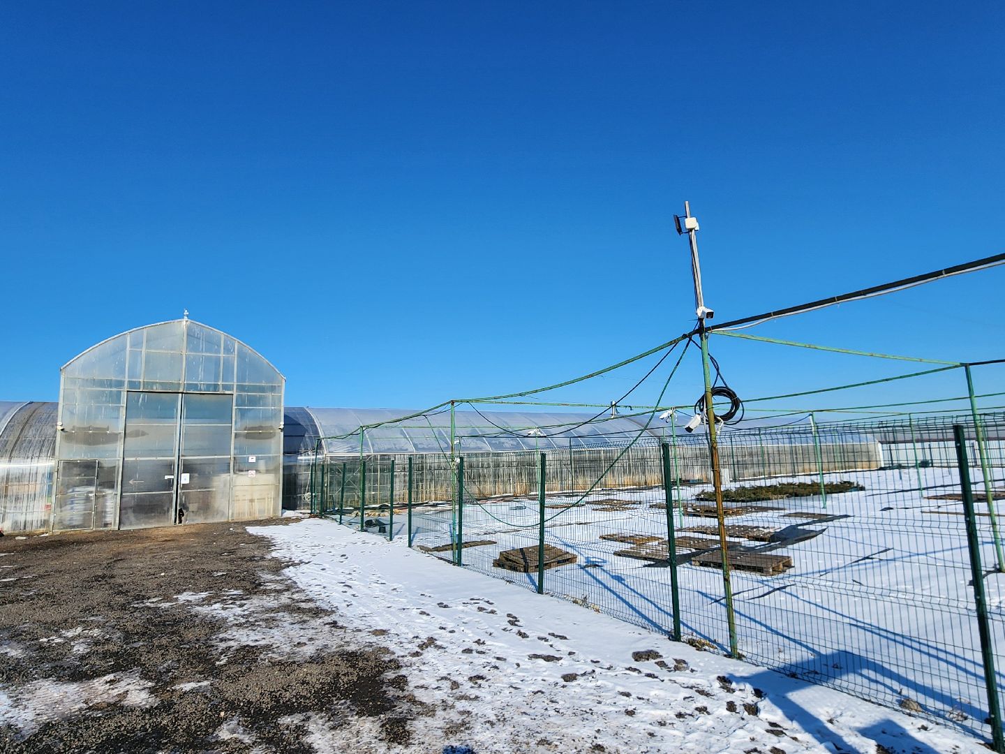 Чехов, деревня Хлевино, тепличный комплекс, садовый центр, тюльпаны, выращивание, производство, сортировка, цветы, 8 Марта, сбор и отгрузка тюльпанов,