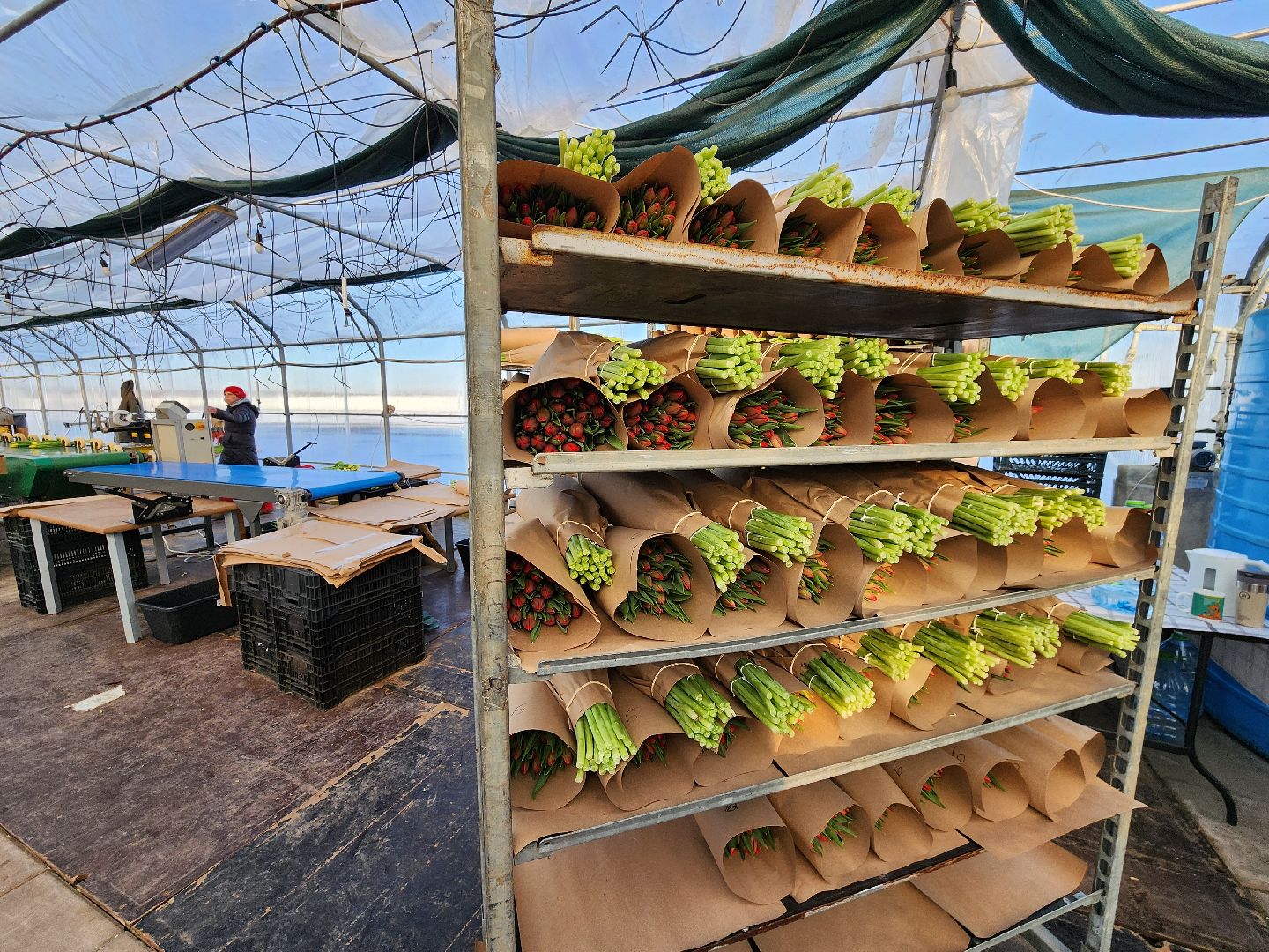 Чехов, деревня Хлевино, тепличный комплекс, садовый центр, тюльпаны, выращивание, производство, сортировка, цветы, 8 Марта, сбор и отгрузка тюльпанов,