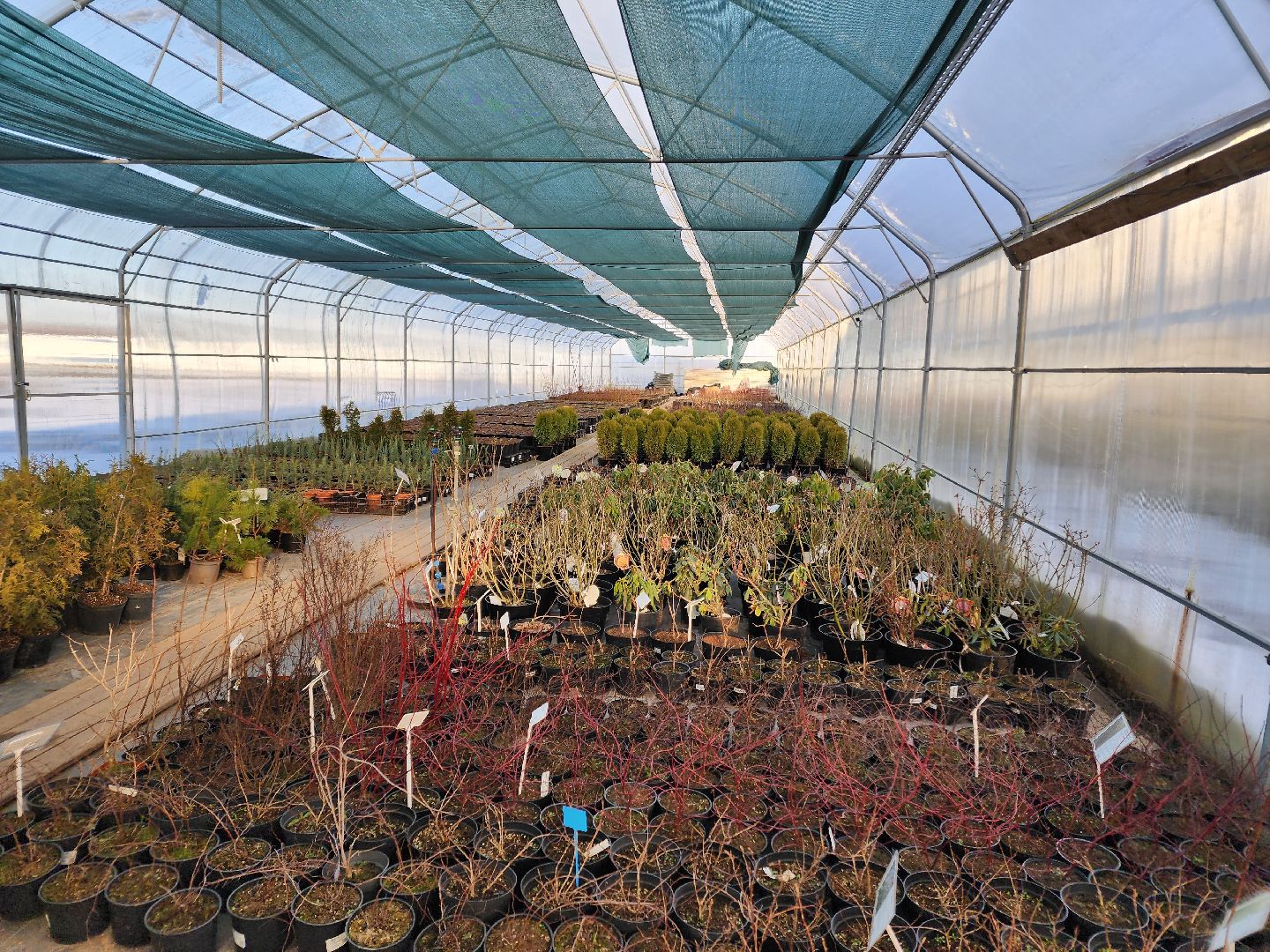 Чехов, деревня Хлевино, тепличный комплекс, садовый центр, тюльпаны, выращивание, производство, сортировка, цветы, 8 Марта, сбор и отгрузка тюльпанов,