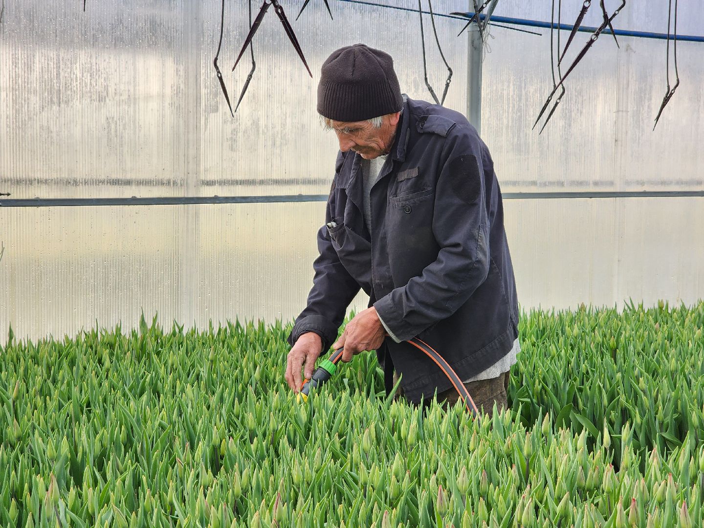 Чехов, деревня Хлевино, тепличный комплекс, садовый центр, тюльпаны, выращивание, производство, сортировка, цветы, 8 Марта, сбор и отгрузка тюльпанов,