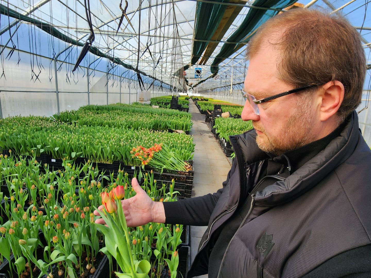 Чехов, деревня Хлевино, тепличный комплекс, садовый центр, тюльпаны, выращивание, производство, сортировка, цветы, 8 Марта, сбор и отгрузка тюльпанов,