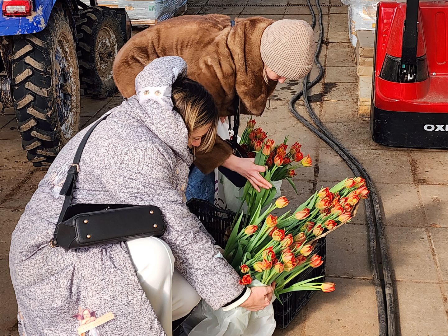 Чехов, деревня Хлевино, тепличный комплекс, садовый центр, тюльпаны, выращивание, производство, сортировка, цветы, 8 Марта, сбор и отгрузка тюльпанов,
