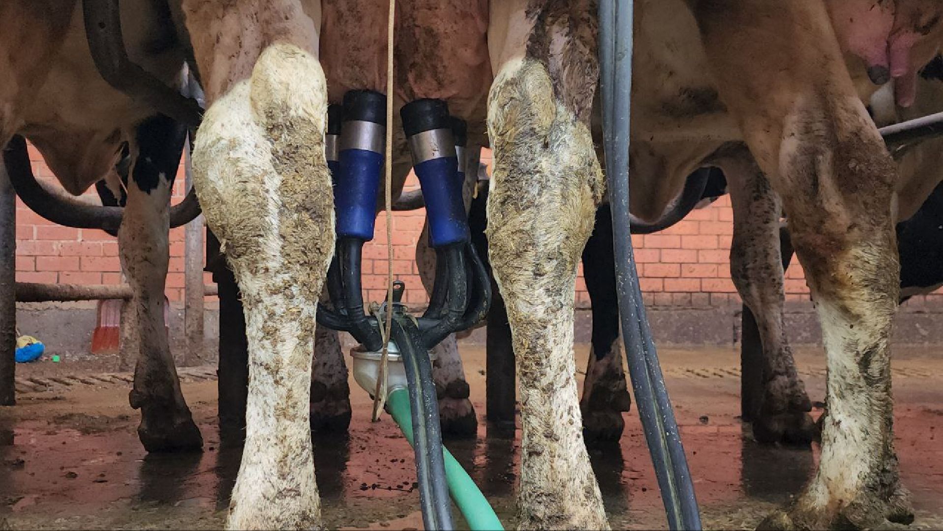 Горизонталки, Портретка, Луховицы, Животноводство,