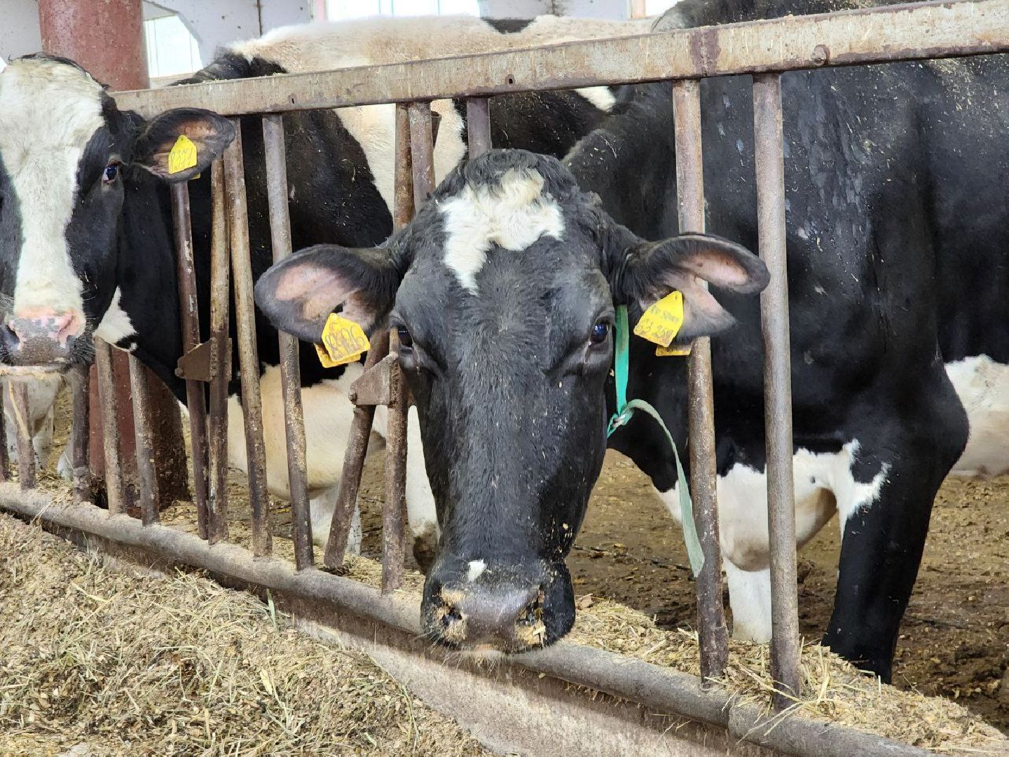 Горизонталки, Портретка, Луховицы, Животноводство,