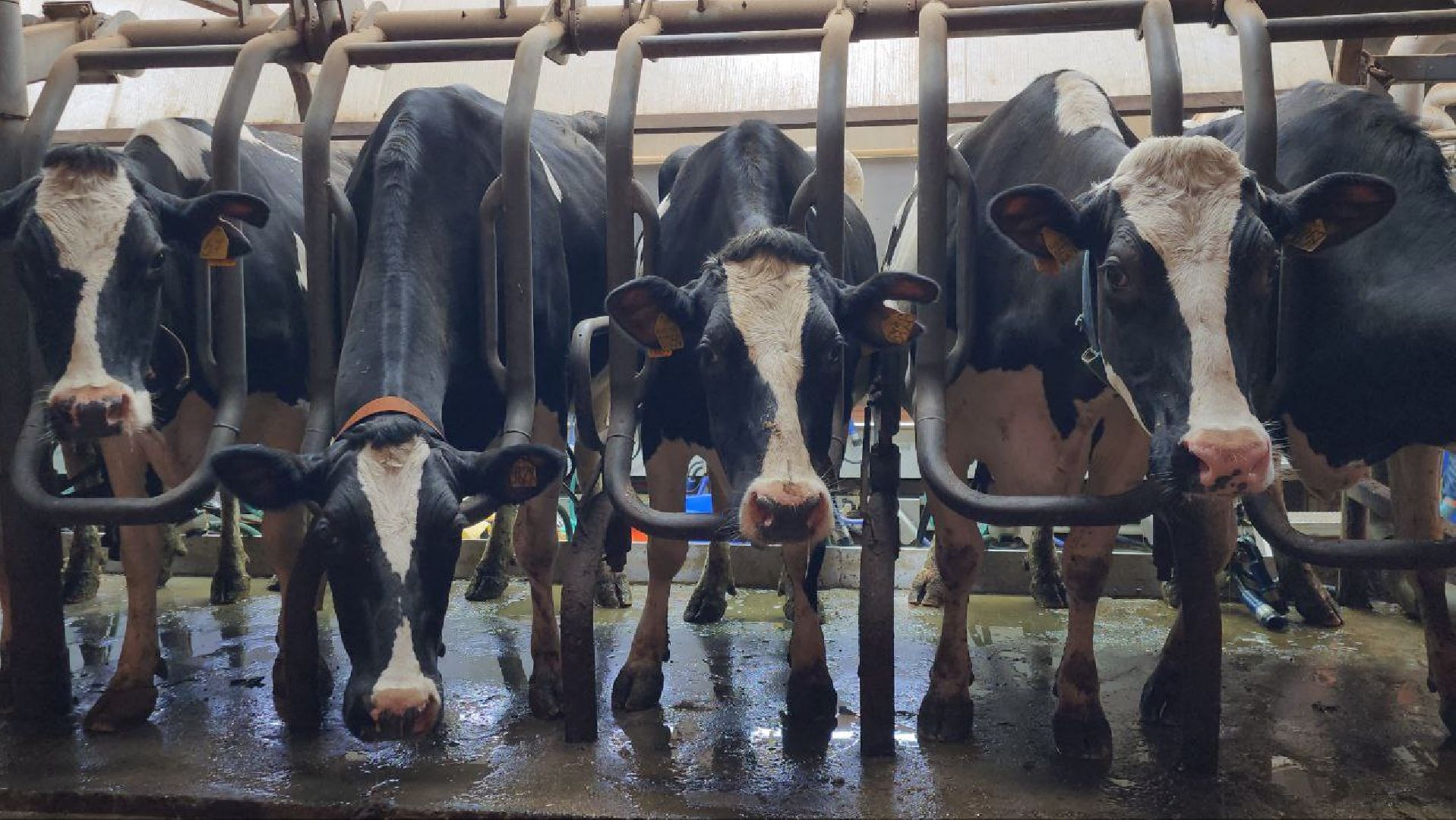 Горизонталки, Портретка, Луховицы, Животноводство,