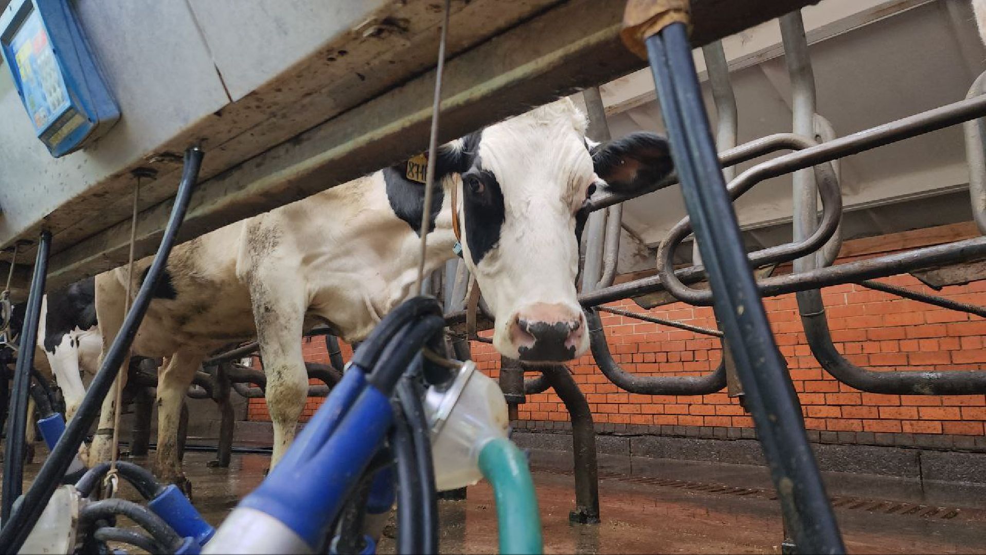 Горизонталки, Портретка, Луховицы, Животноводство,