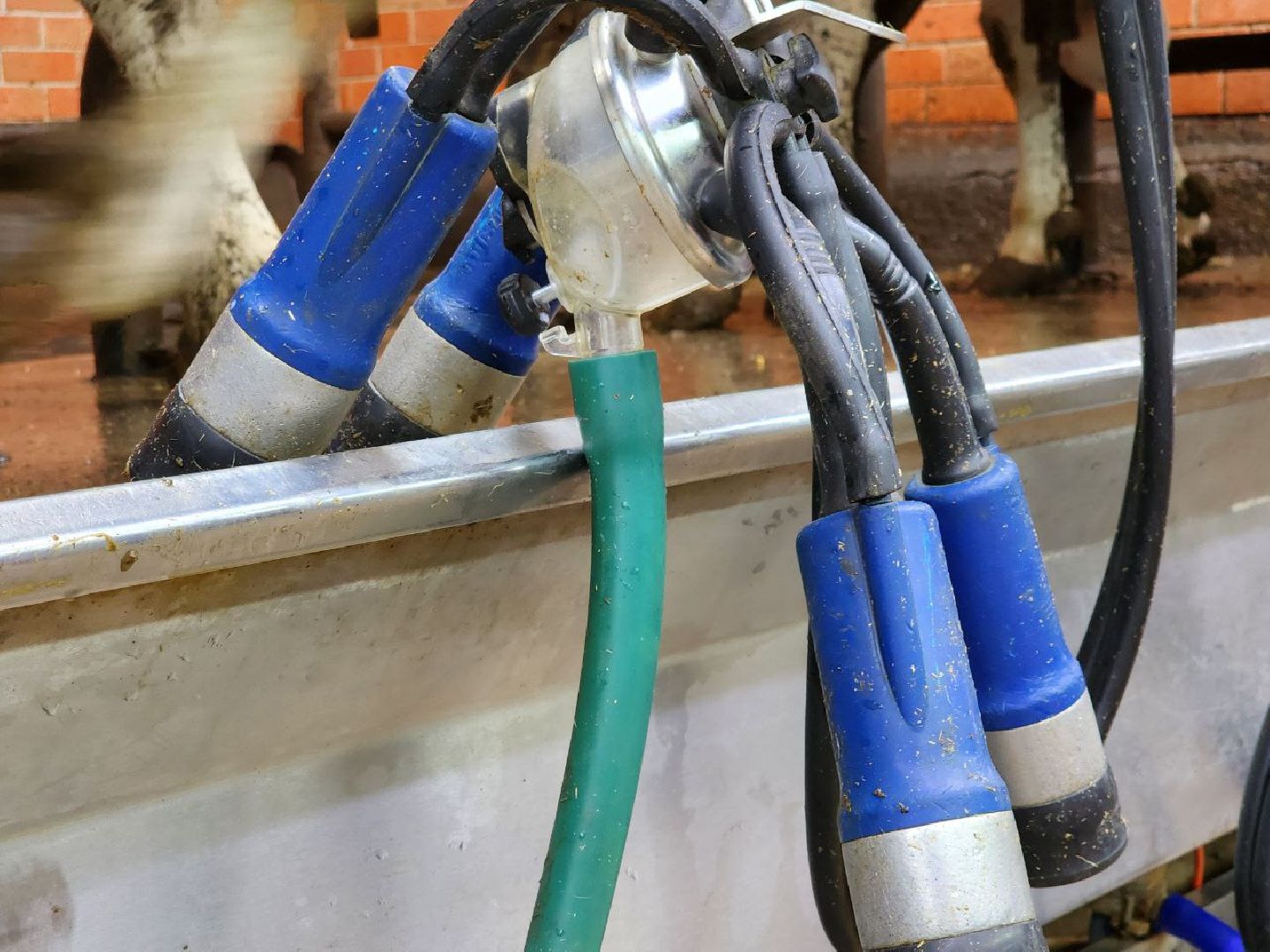 Горизонталки, Портретка, Луховицы, Животноводство,