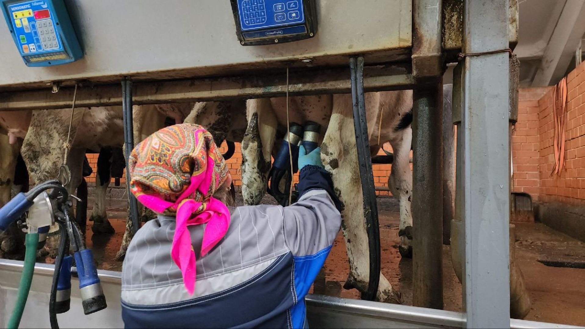 Горизонталки, Портретка, Луховицы, Животноводство,