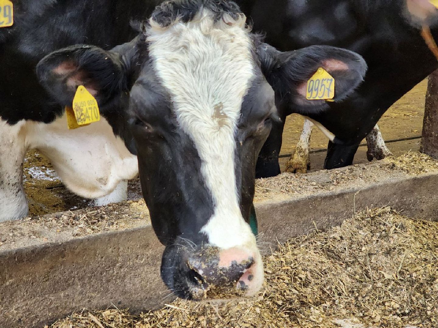 Горизонталки, Портретка, Луховицы, Животноводство,