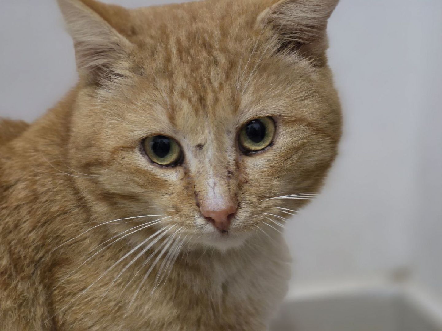 можайск, можайский муниципальный округ, подмосковье, ново-никольский собор, хвостатый хранитель, конкурс, министерство культуры рф, кот,