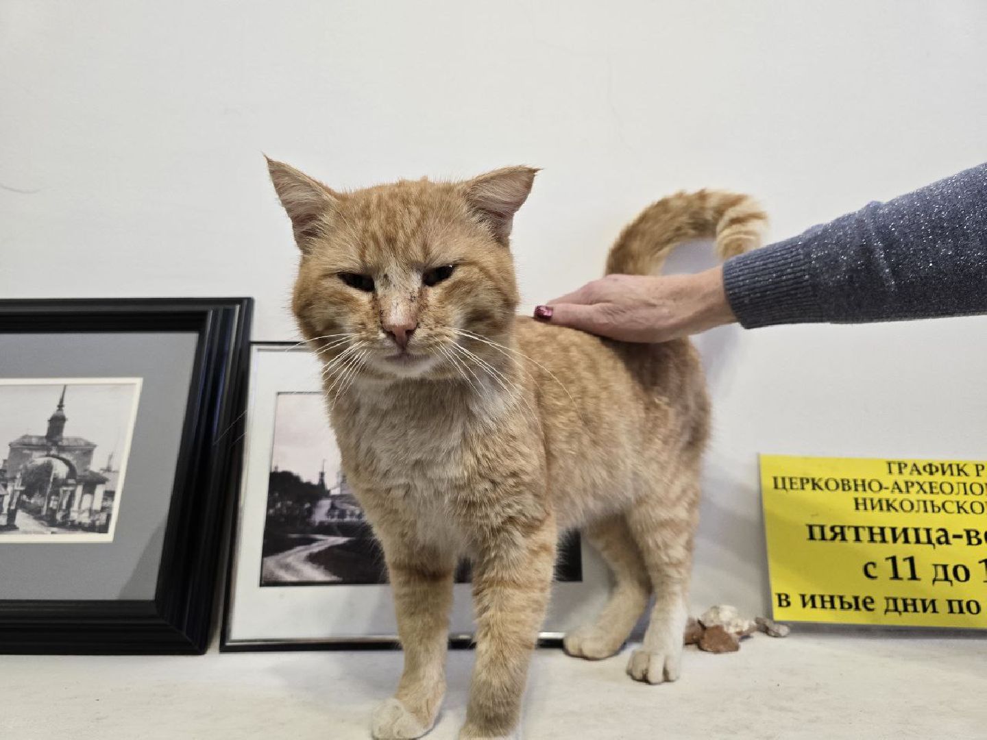 можайск, можайский муниципальный округ, подмосковье, ново-никольский собор, хвостатый хранитель, конкурс, министерство культуры рф, кот,