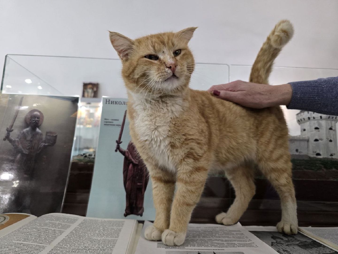 можайск, можайский муниципальный округ, подмосковье, ново-никольский собор, хвостатый хранитель, конкурс, министерство культуры рф, кот,