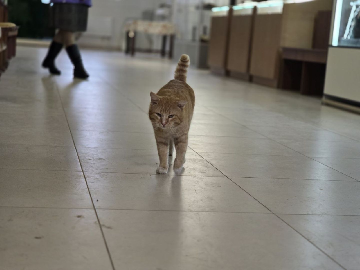можайск, можайский муниципальный округ, подмосковье, ново-никольский собор, хвостатый хранитель, конкурс, министерство культуры рф, кот,