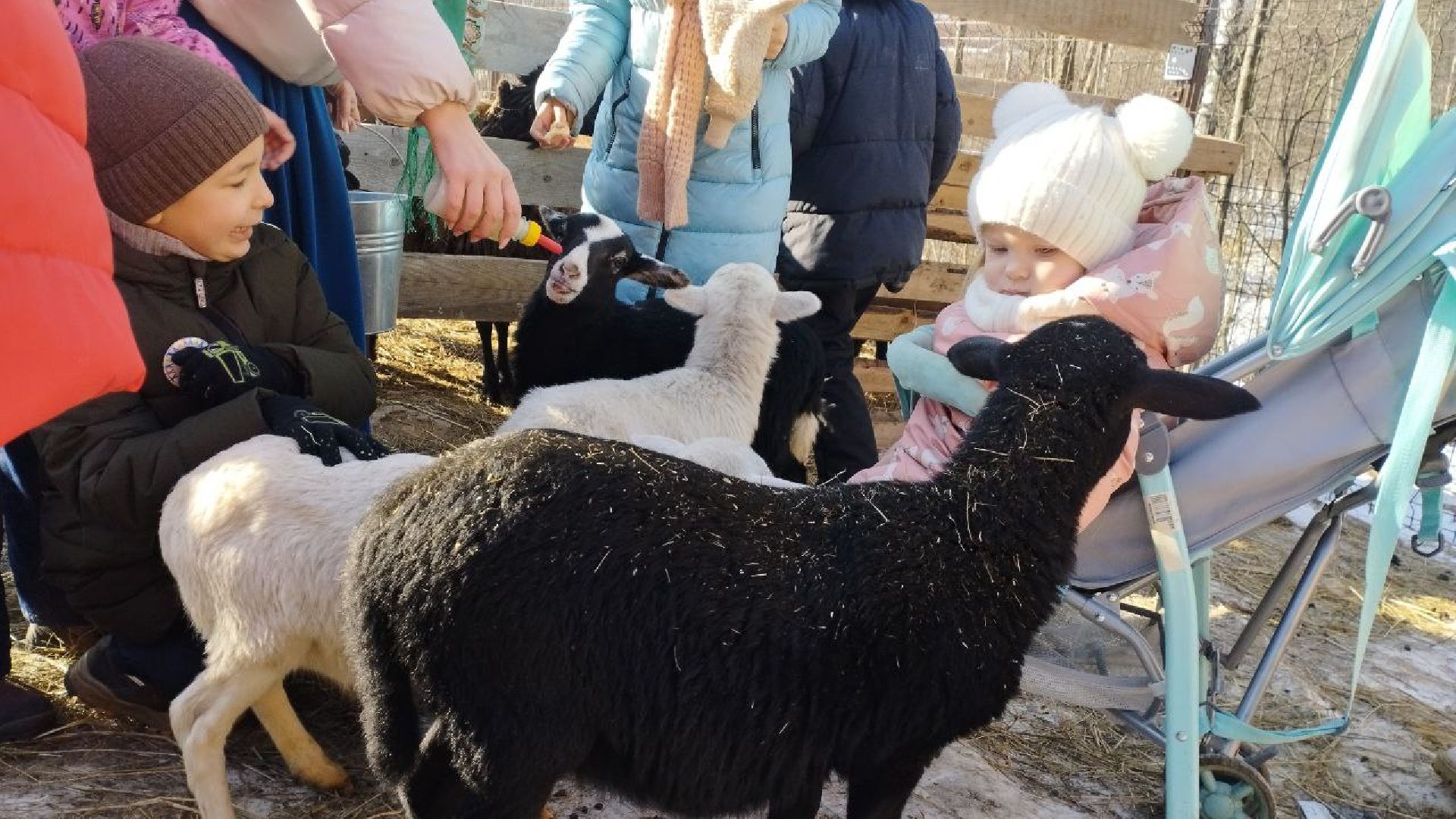пушкино, экопарк, центр социального обслуживания, дети, масленичная неделя, животные, социальная адаптация,