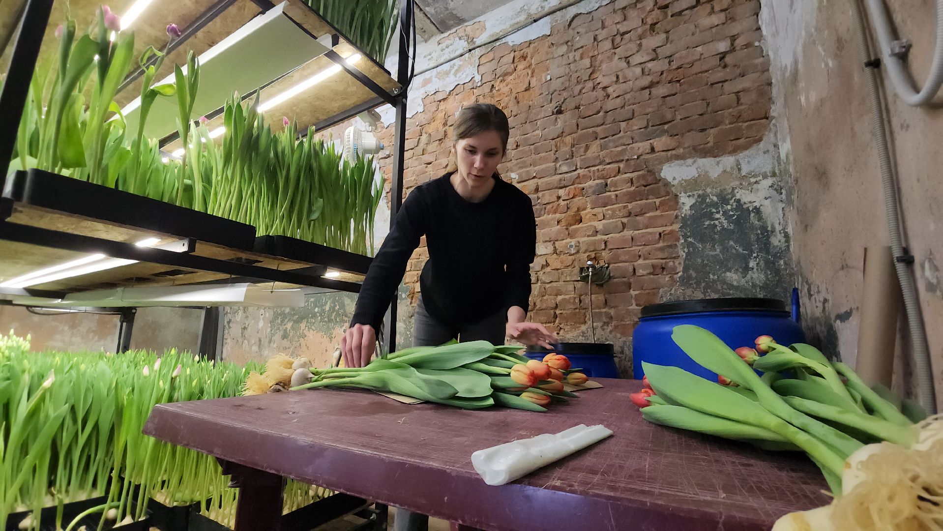 Руза, Тюльпаны, 8 марта, международный женский день, предприниматель,