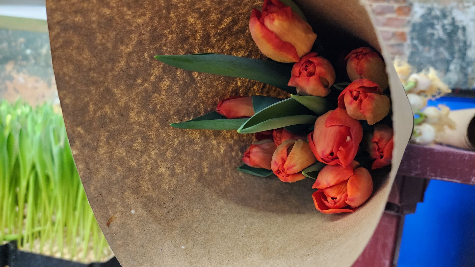 Руза, Тюльпаны, 8 марта, международный женский день, предприниматель,