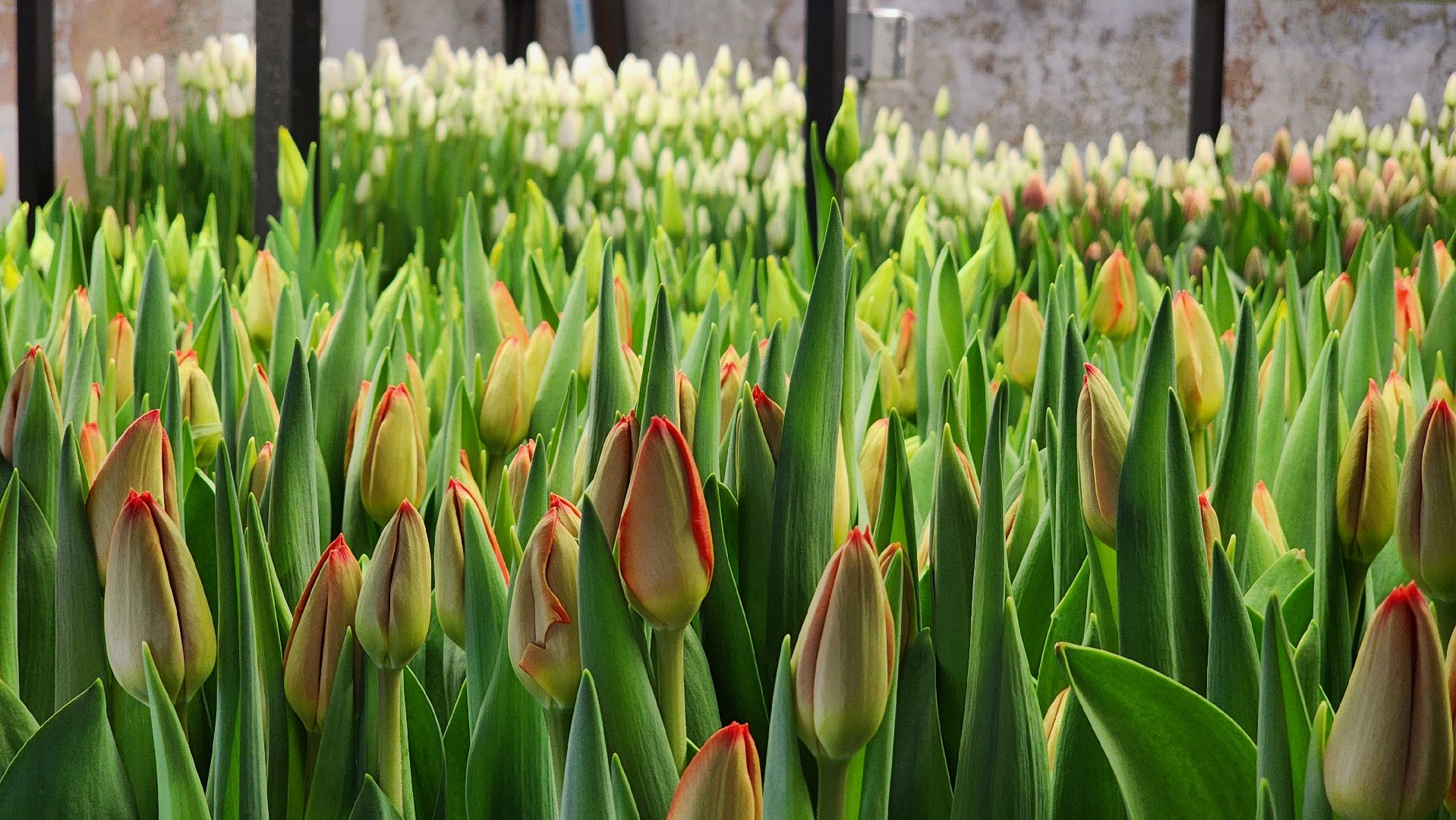 Руза, Тюльпаны, 8 марта, международный женский день, предприниматель,