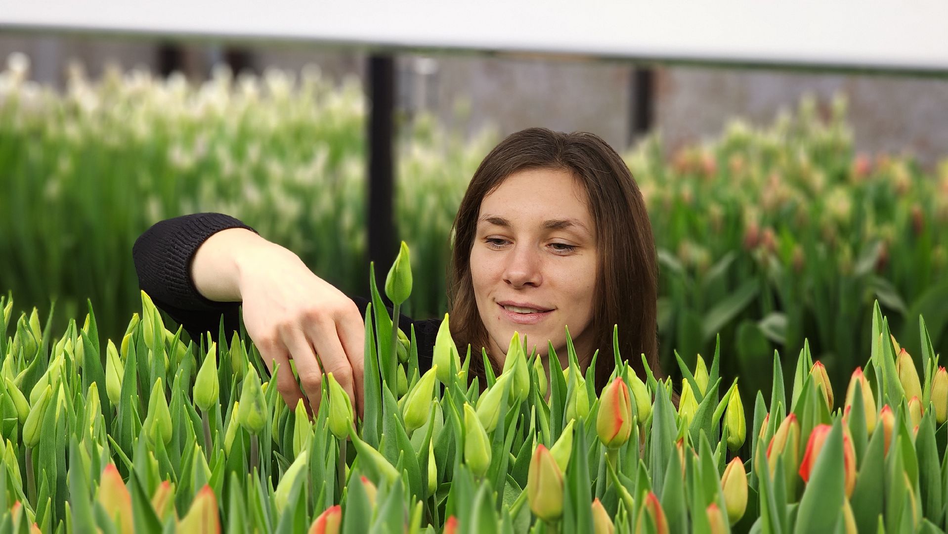 Руза, Тюльпаны, 8 марта, международный женский день, предприниматель,