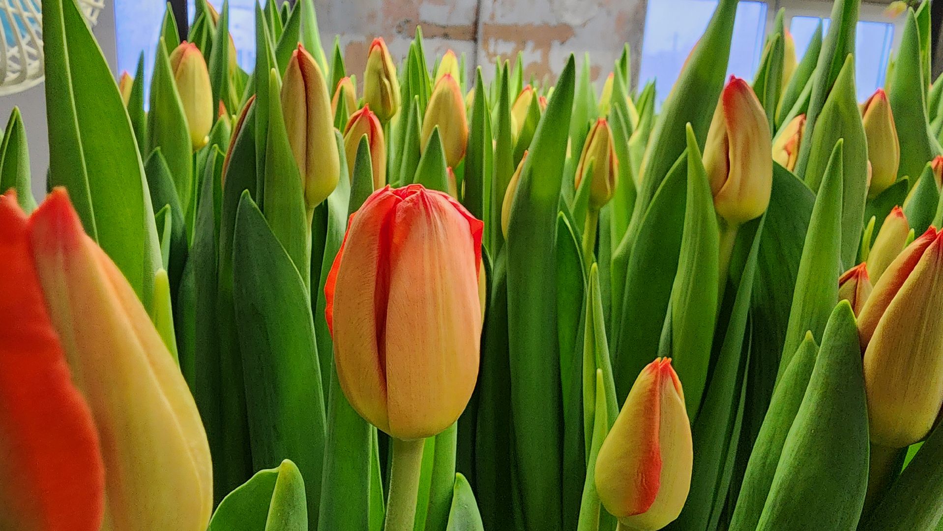 Руза, Тюльпаны, 8 марта, международный женский день, предприниматель,