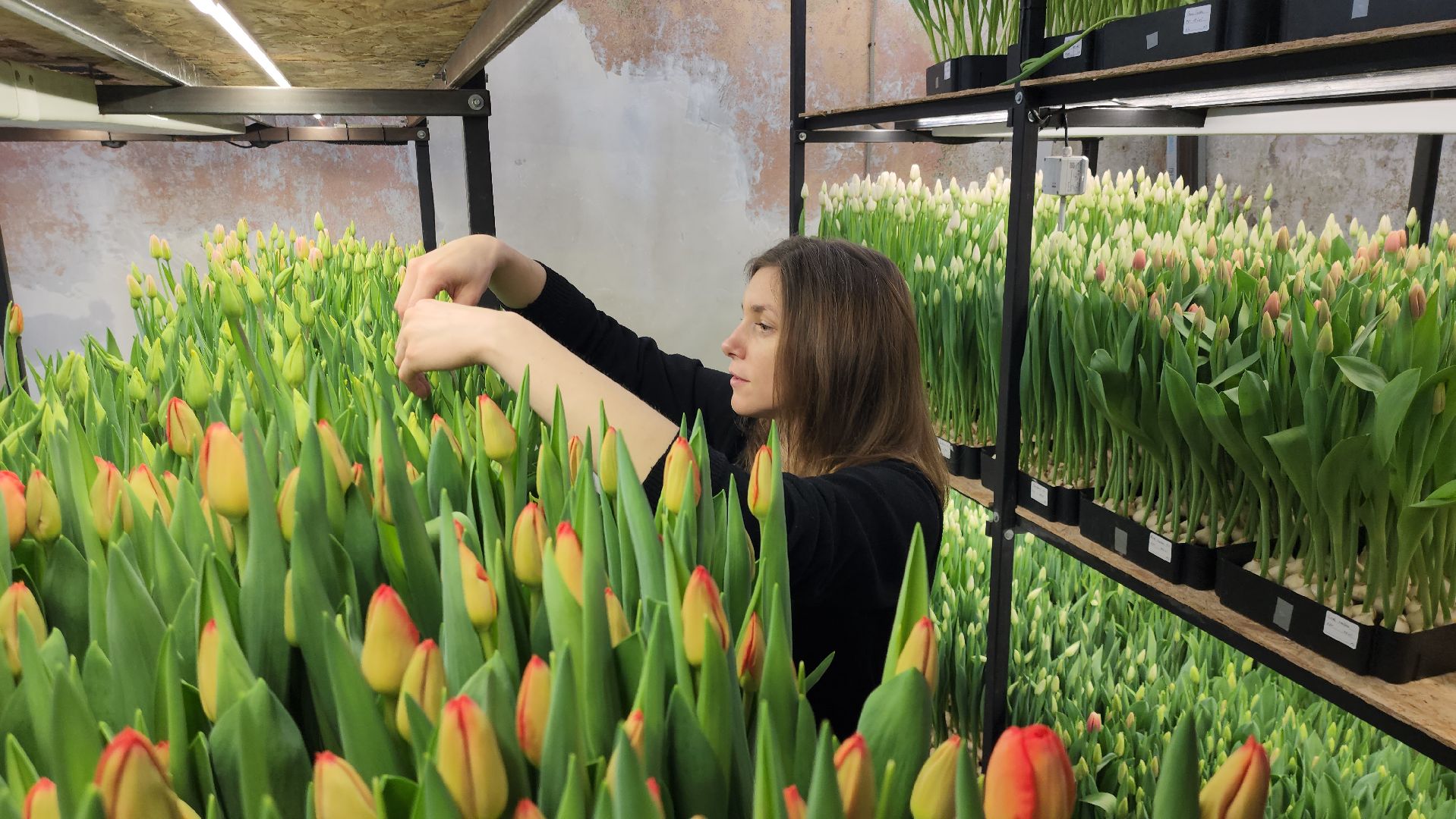 Руза, Тюльпаны, 8 марта, международный женский день, предприниматель,