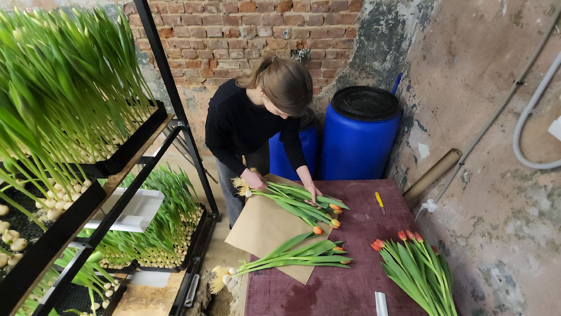 Руза, Тюльпаны, 8 марта, международный женский день, предприниматель,